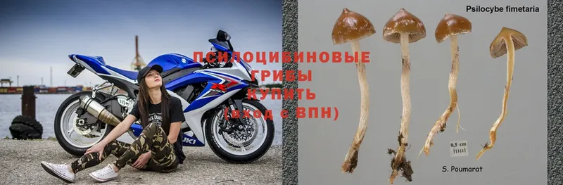 Галлюциногенные грибы Magic Shrooms  продажа наркотиков  Северодвинск 